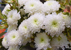 Close up van de Altaj.